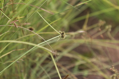Cyperus persquarrosus
