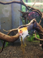 Pterophyllum scalare
