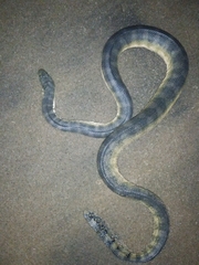 Hydrophis schistosus