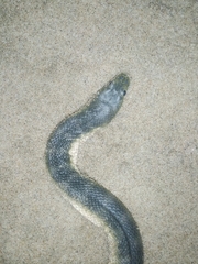Hydrophis schistosus
