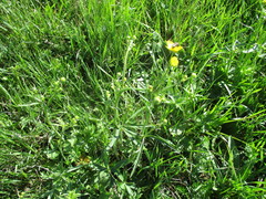 Ranunculus propinquus