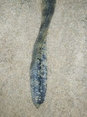 Hydrophis schistosus
