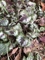 Lamium galeobdolon argentatum