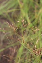 Fimbristylis hygrophila
