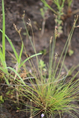 Fimbristylis hygrophila