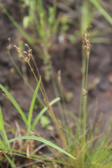 Fimbristylis hygrophila