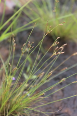 Fimbristylis hygrophila