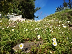 Matricaria chamomilla
