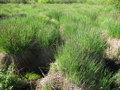 Carex cespitosa