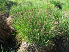 Carex cespitosa
