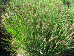 Carex cespitosa