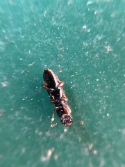 Rhizophagus bipustulatus