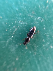 Rhizophagus bipustulatus