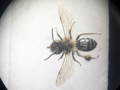 Andrena flavipes