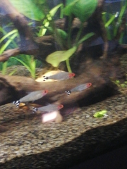 Hemigrammus rhodostomus