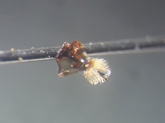 Andrena flavipes
