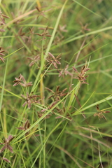 Cyperus flavescens rehmannianus