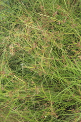Cyperus flavescens rehmannianus