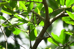 Polyura schreiber