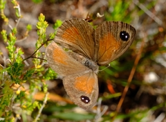 Pseudonympha hippia