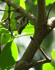 Polyura schreiber