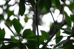 Polyura schreiber