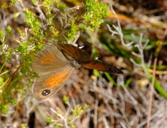 Pseudonympha hippia