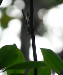Polyura schreiber