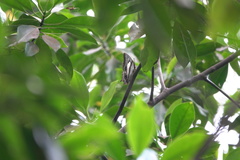 Polyura schreiber