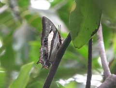 Polyura schreiber