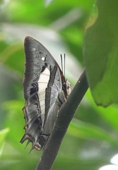 Polyura schreiber