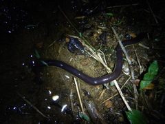 Ichthyophis glutinosus