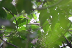 Polyura schreiber