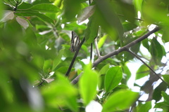 Polyura schreiber