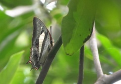 Polyura schreiber