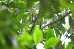 Polyura schreiber