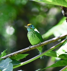 Psilopogon flavifrons