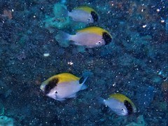 Chromis klunzingeri