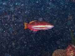 Pseudolabrus biserialis