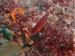 Austrolabrus maculatus