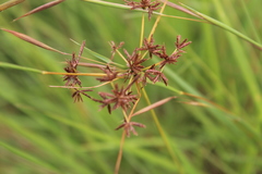 Cyperus tenax