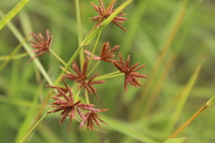 Cyperus tenax
