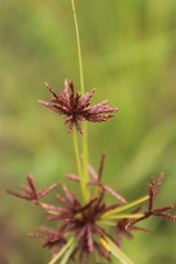 Cyperus tenax