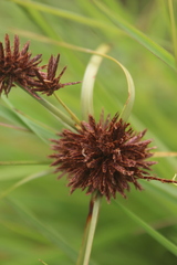 Cyperus tenax