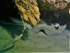 Trygonoptera personata