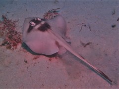 Trygonoptera personata