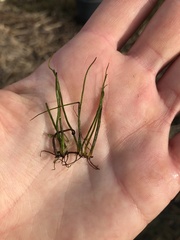 Pilularia globulifera