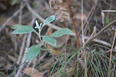 Senecio hypoleucus