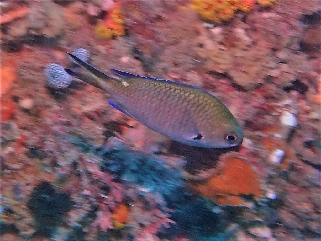 West Australian Chromis