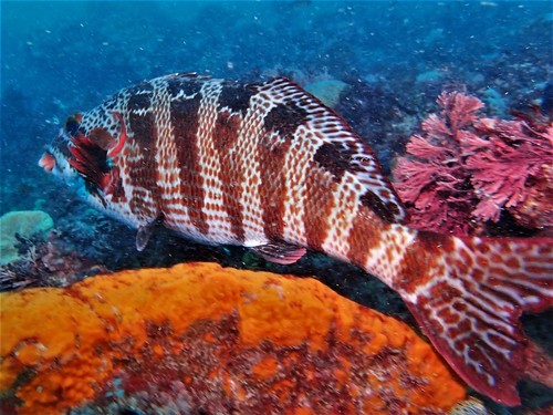 Redlip morwong (Cheilodactylus rubrolabiatus) — Cheilodactylidae — 5